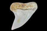 Mako Shark Tooth Fossil - Sharktooth Hill, CA #94720-1